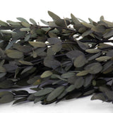 Eucalyptus Parvifolia, Preserved, Green, 65cm