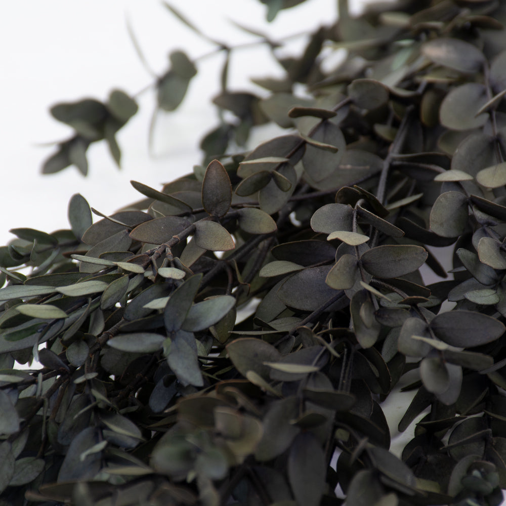 Eucalyptus Parvifolia, Preserved, Green, 65cm
