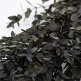 Eucalyptus Parvifolia, Preserved, Green, 65cm