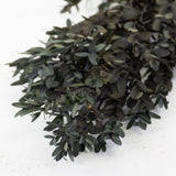 Eucalyptus Parvifolia, Preserved, Green, 65cm