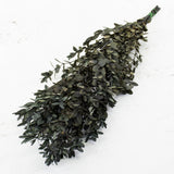 Eucalyptus Parvifolia, Preserved, Green, 65cm
