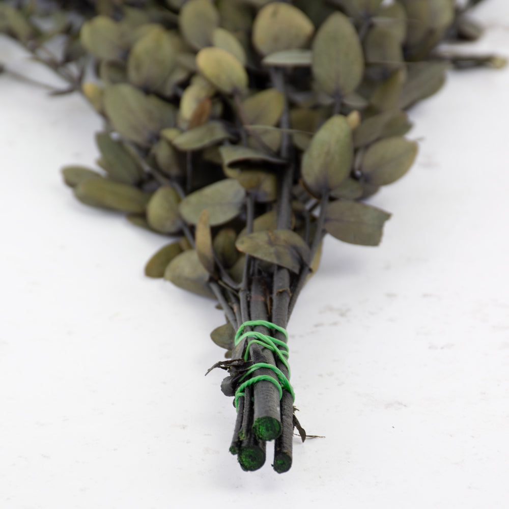Eucalyptus Parvifolia, Preserved, Green, 65cm