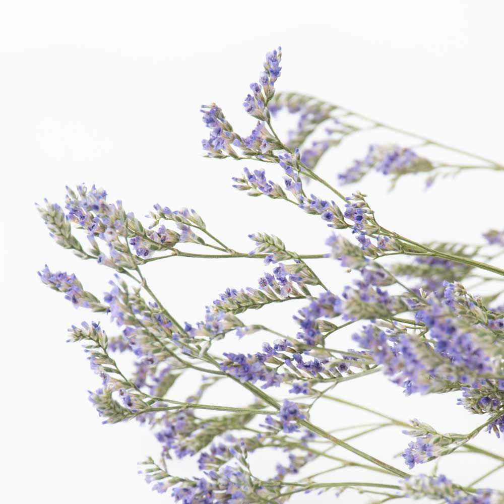 a bunch of light purple coloured limonium against a white background