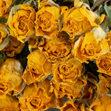 a bunch of dried yellow roses, which have an intensified, deep yellow colour