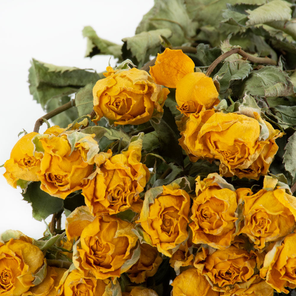 Close up detail of the flowers within bunch of dried yellow spray roses.