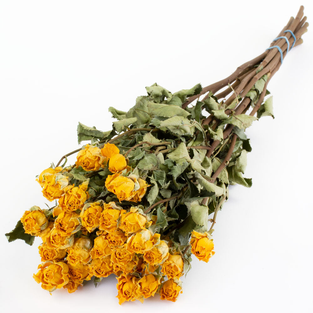 a bunch of dried yellow roses, which have an intensified, deep yellow colour