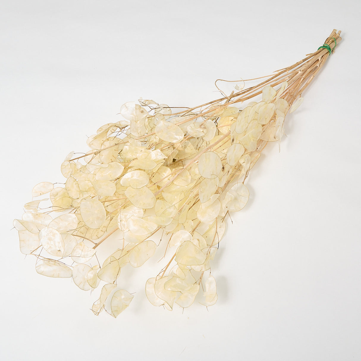 This is a bunch of Lunaria, often known as honesty, with peeled seed pods so there are no loose seeds.