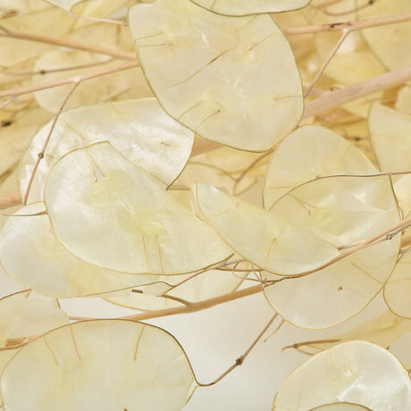 Lunaria, Peeled, Natural, 40g Bunch