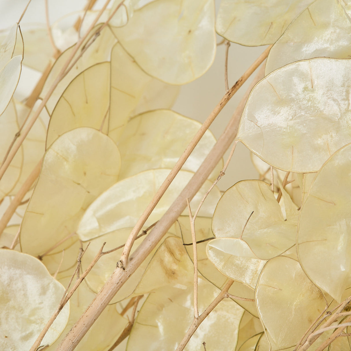 Lunaria, Peeled, Natural, 40g Bunch