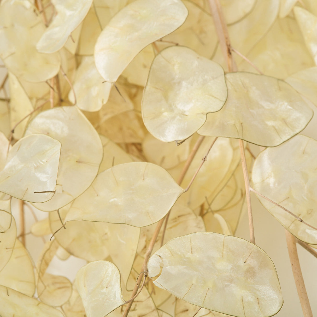 This is a close up image of Lunaria, or honesty, flower heads. It shows the seed heads have been peeled removing the seeds.