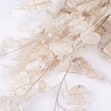 Lunaria, Peeled, Natural, 40g Bunch