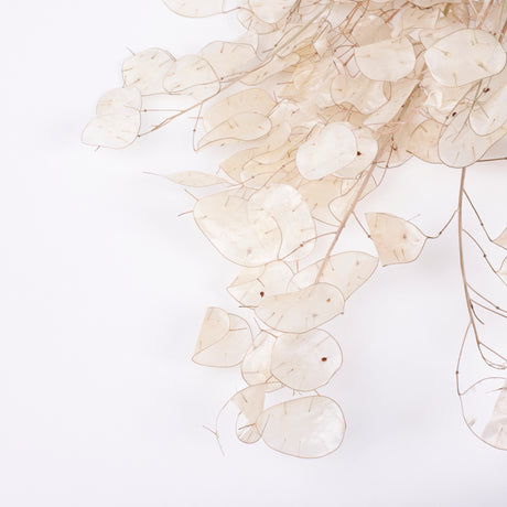 Lunaria, Peeled, Natural, 40g Bunch
