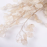 Lunaria, Peeled, Natural, 40g Bunch