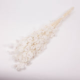 Lunaria, Honesty, White, 80g Bunch