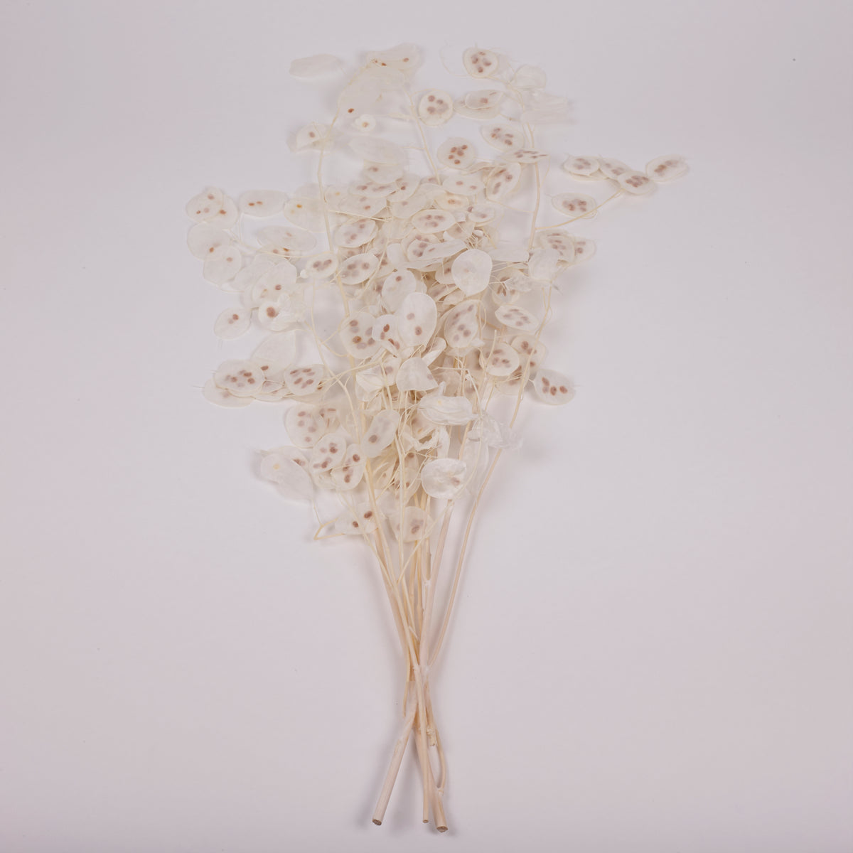 Lunaria, Honesty, White, 80g Bunch