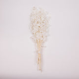 Lunaria, Honesty, White, 80g Bunch