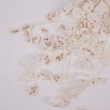 Lunaria, Honesty, White, 80g Bunch