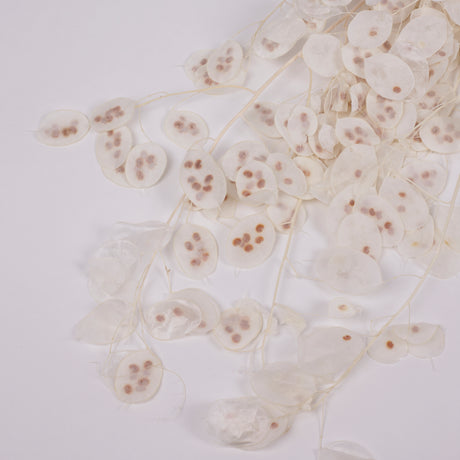 Lunaria, Honesty, White, 80g Bunch