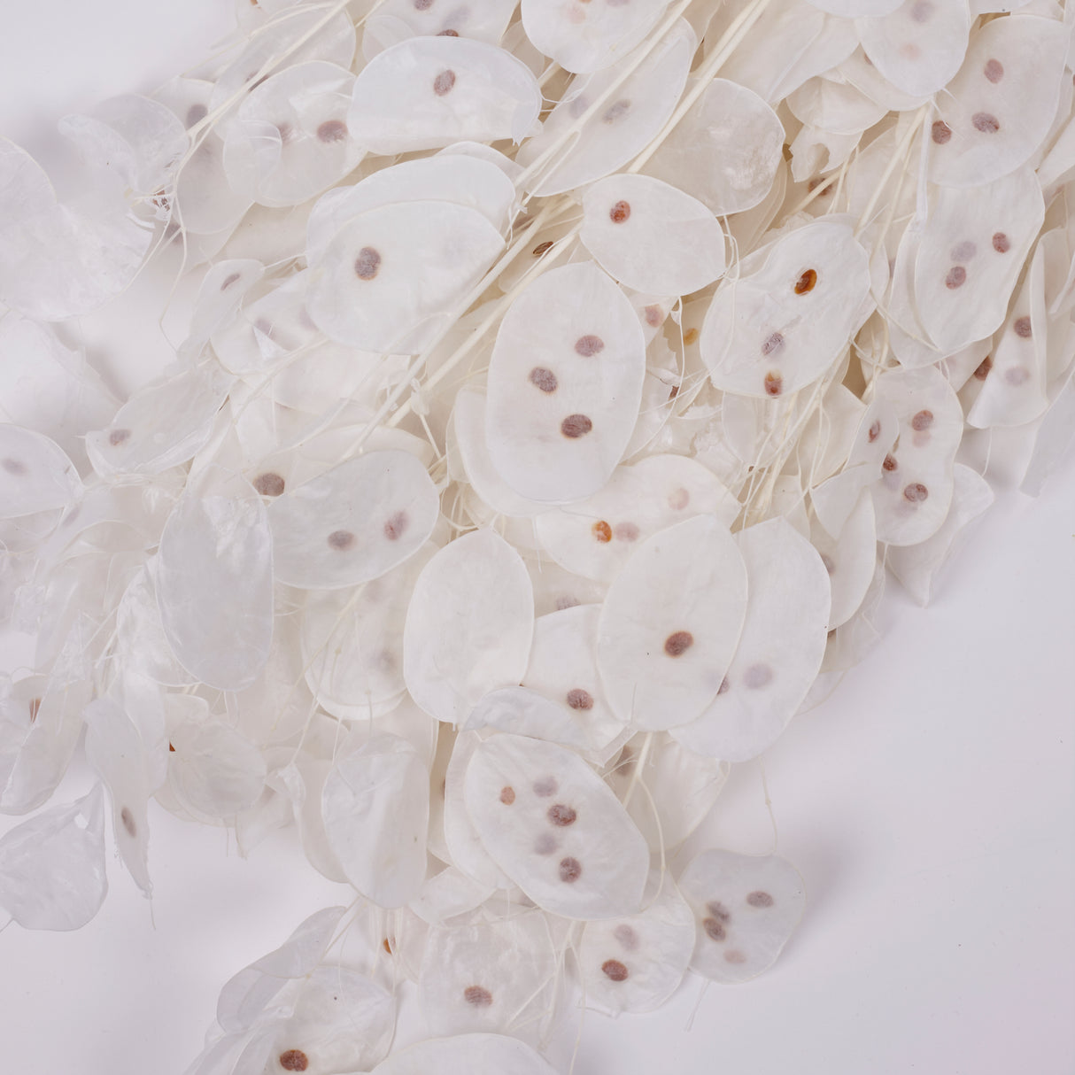 Lunaria, Honesty, White, 80g Bunch