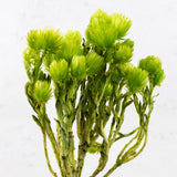 Helichrysum vestitum (capsbloem), Apple Green