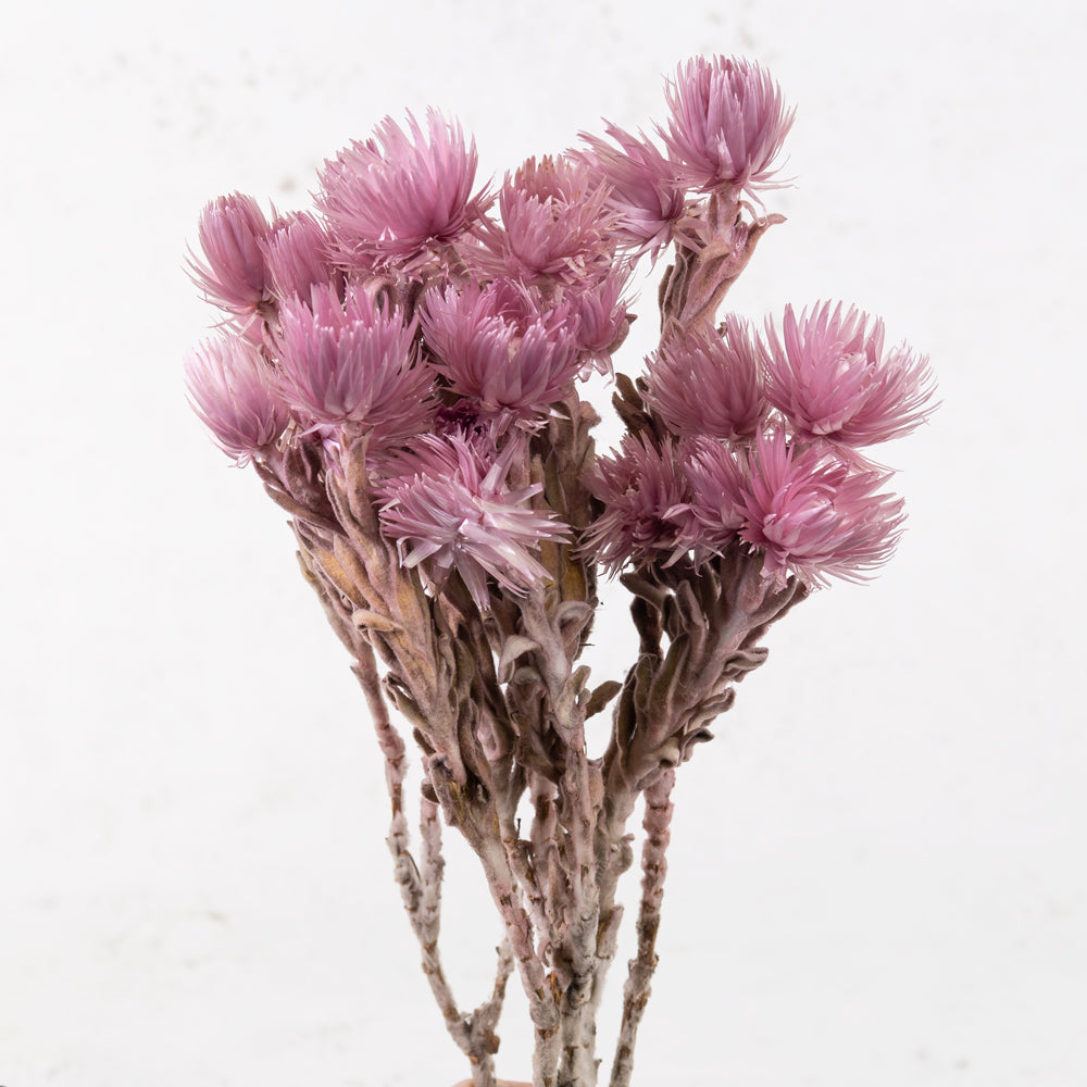 Helichrysum vestitum (capsbloem), Erika