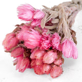 Helichrysum vestitum, pink