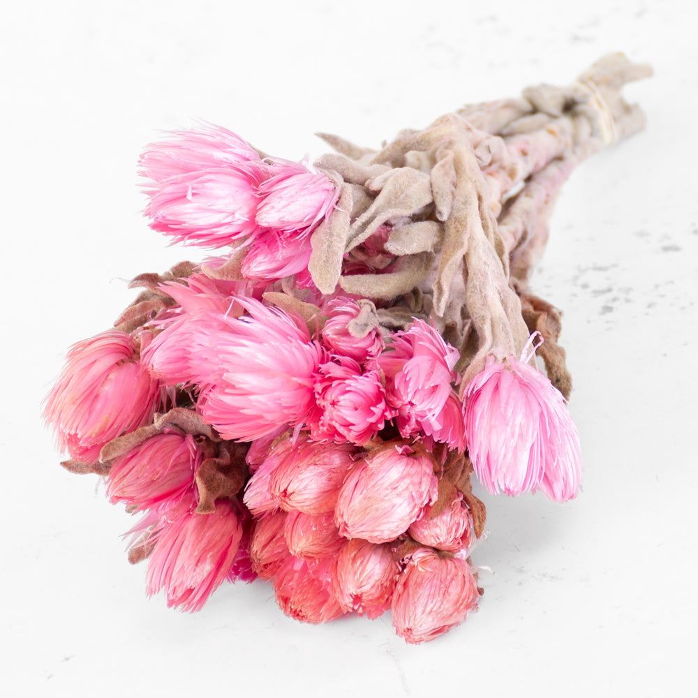 Helichrysum vestitum, pink