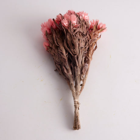 Helichrysum vestitum (capsbloem), Salmon