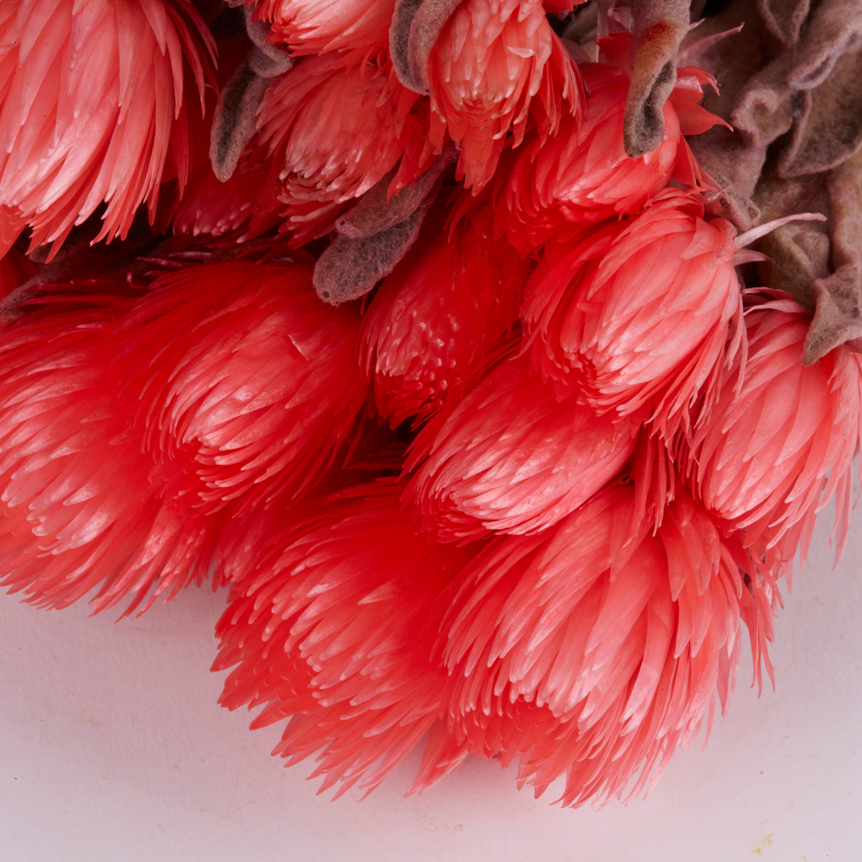 Helichrysum vestitum (capsbloem), Salmon