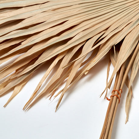 Fan Palm Leaves x 5, Dried, Natural, 60-90cm