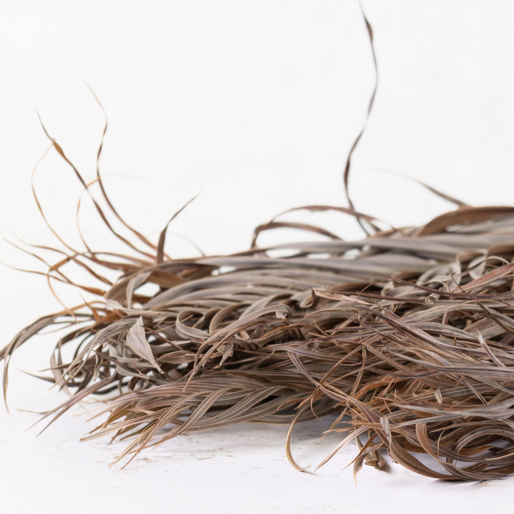 Kentia Palm Leaves, Dried, 80cm, Bunch x 10