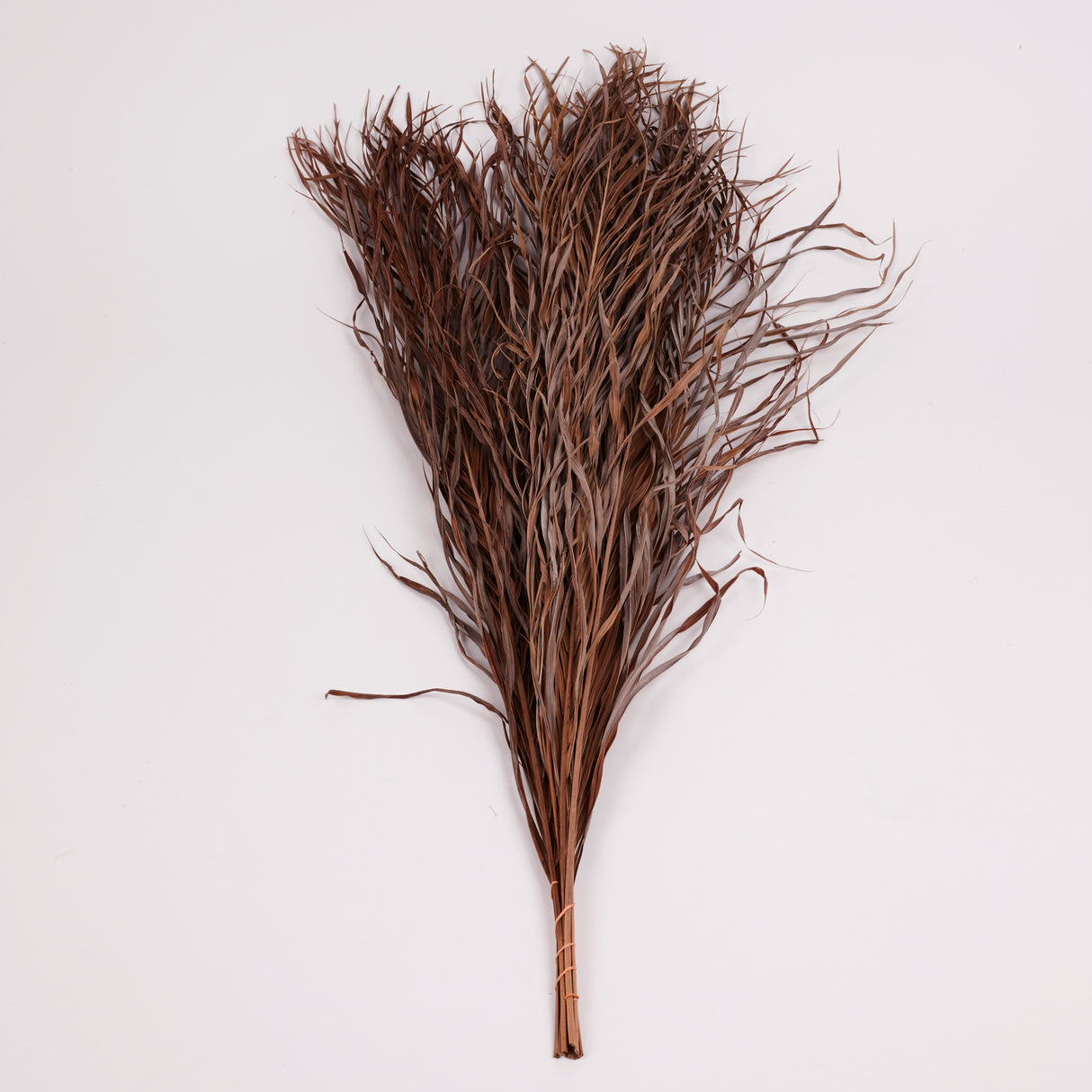 Kentia Palm Leaves, Dried, 80cm, Bunch x 10