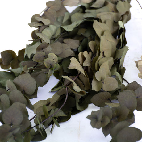 Eucalyptus Stuartiana, Preserved, Green, 150g