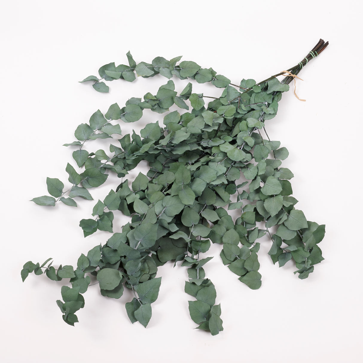Eucalyptus Stuartiana, Preserved, Green, 150g