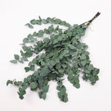 Eucalyptus Stuartiana, Preserved, Green, 150g