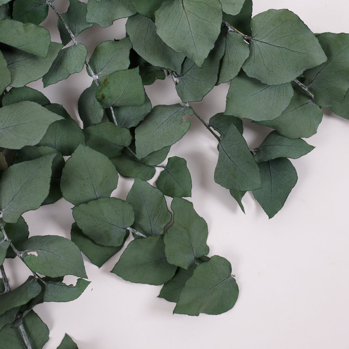 Eucalyptus Stuartiana, Preserved, Green, 150g