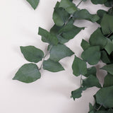 Eucalyptus Stuartiana, Preserved, Green, 150g