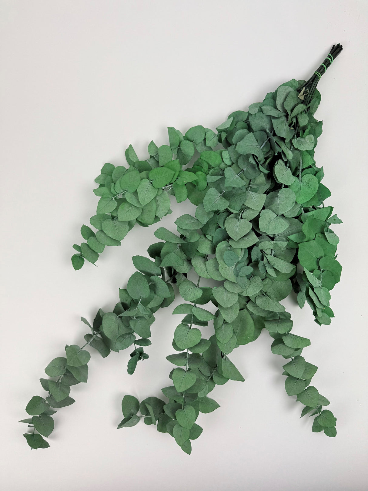 Eucalyptus Stuartiana, Preserved, Green, 150g