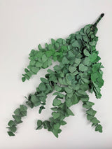 Eucalyptus Stuartiana, Preserved, Green, 150g