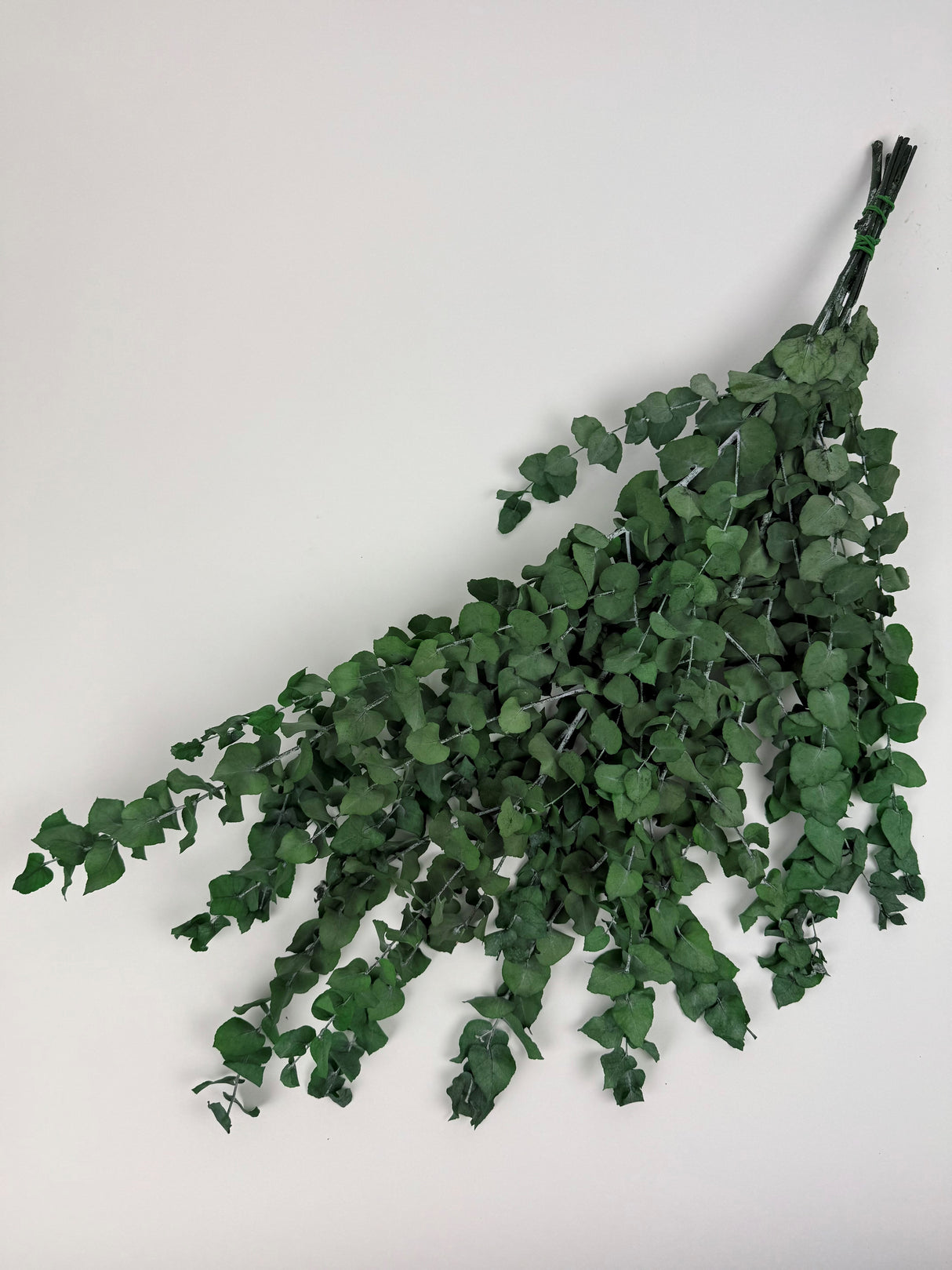 Eucalyptus Stuartiana, Preserved, Green, 150g