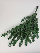 Eucalyptus Stuartiana, Preserved, Green, 150g