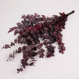 Eucalyptus Stuartiana, Preserved, Cyclamen, 150g