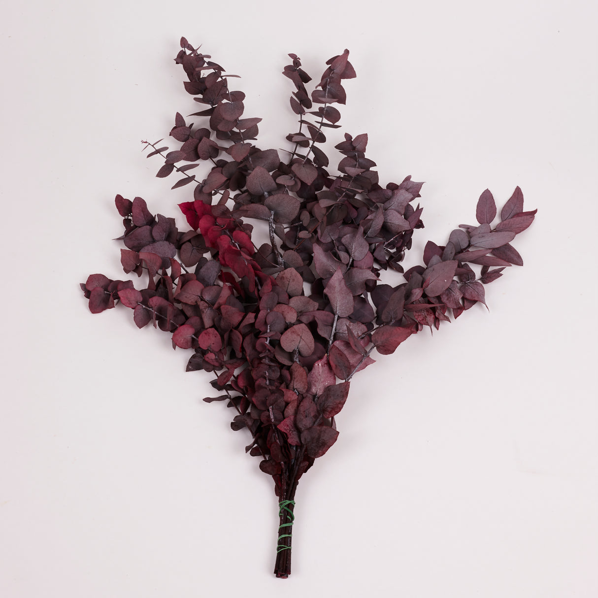 Eucalyptus Stuartiana, Preserved, Cyclamen, 150g