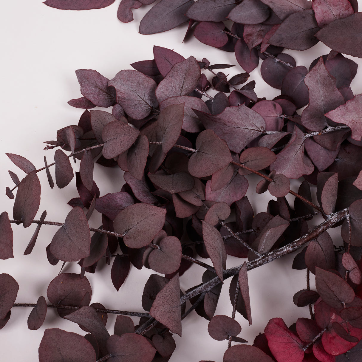 Eucalyptus Stuartiana, Preserved, Cyclamen, 150g