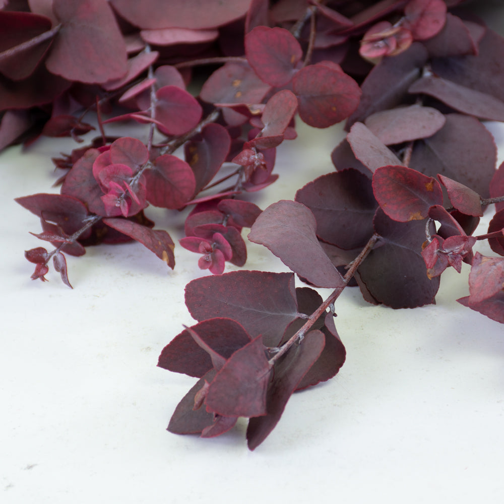 Eucalyptus Stuartiana, Preserved, Cyclamen, 150g