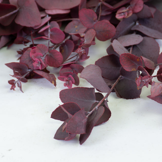 Eucalyptus Stuartiana, Preserved, Cyclamen, 150g