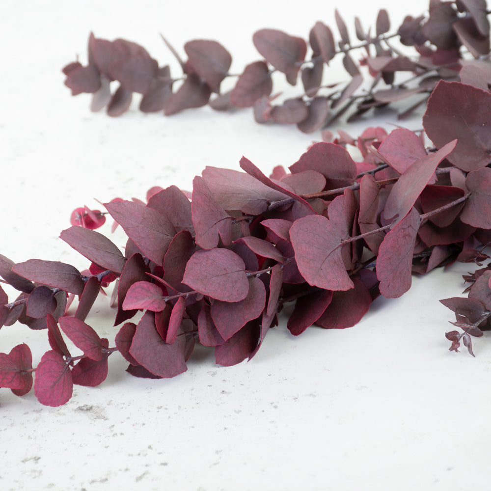 Eucalyptus Stuartiana, Preserved, Cyclamen, 150g