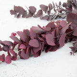 Eucalyptus Stuartiana, Preserved, Cyclamen, 150g
