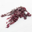 Eucalyptus Stuartiana, Preserved, Cyclamen, 150g