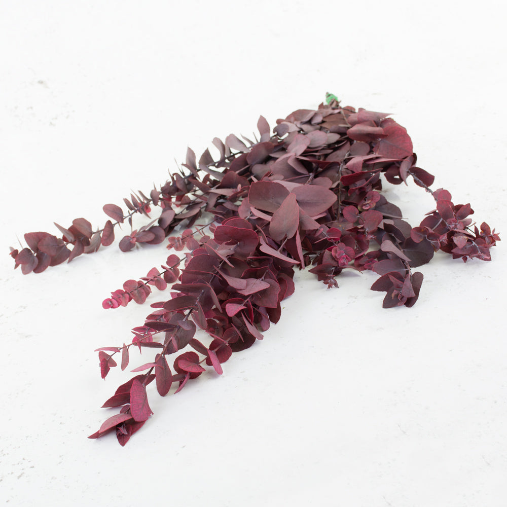 Eucalyptus Stuartiana, Preserved, Cyclamen, 150g